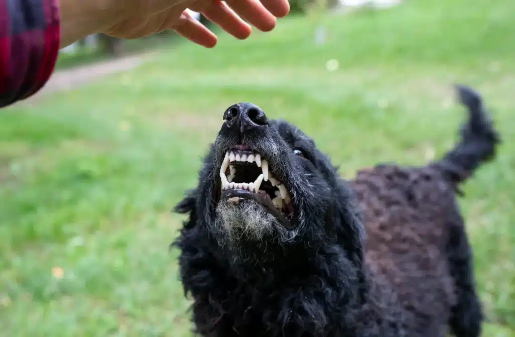 An angry dog about to bite.